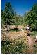 Altai_1998_06