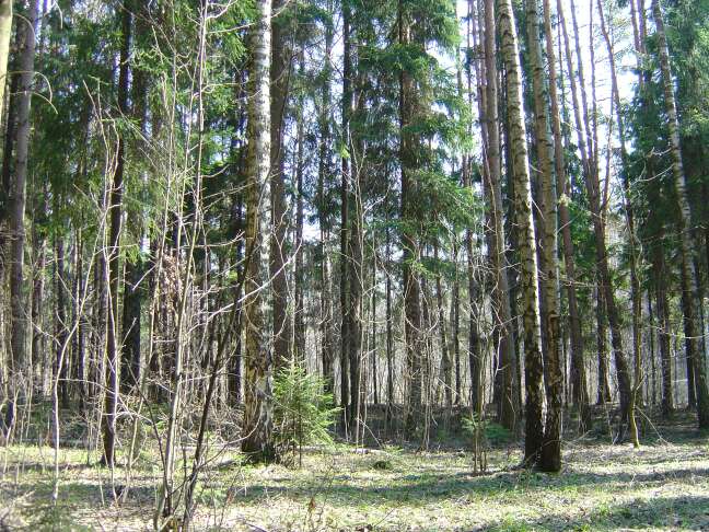First_Trehgorka_april_2004_07