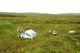 02_Icha_Verh_Tundra_01.htm