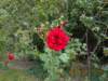 _20170907_074240__small.jpg