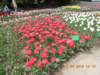 photo105_small.jpg
